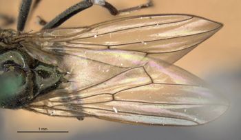 Media type: image;   Entomology 11172 Aspect: front wing